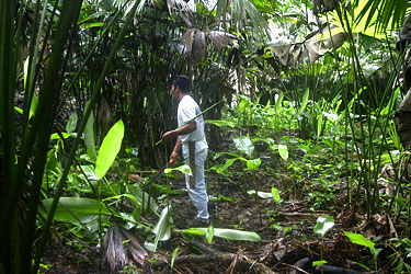 Among Panama hat plants