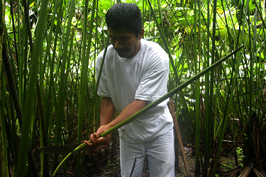 Cutting the center spike of a Panama hat plant