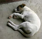 Sleeping dog